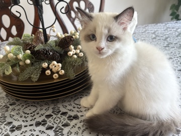 Ragdoll – Bicolor Ragdoll – Woodbridge