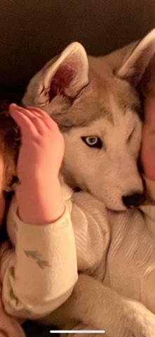 Siberian Husky – puppy female Siberian husky