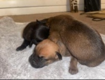 Cane Corso – Cane Coro Puppies