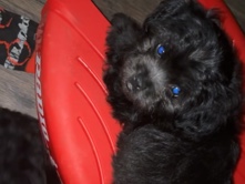Poodle – Poodle – Lafayette