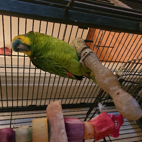 Amazon Parrot – Parrot for Sale