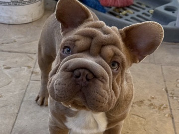 French Bulldog - French Bulldog available for adoption in Las Vegas