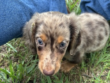 Dachshund – Adorable Dachshund Puppy for Sale – 3 Months Old – Midlothian