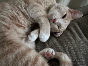Russian White, Black and Tabby – Luka (Orange Tabby) – Glendale