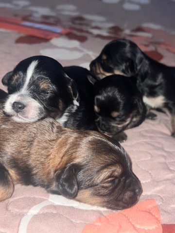 Yorkiepoo puppies for sale