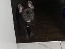 French Bulldog – French bulldog – Decatur