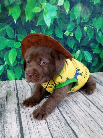 Labrador Retriever – English Blockhead Labrador Retrievers Puppies – Rock Hill