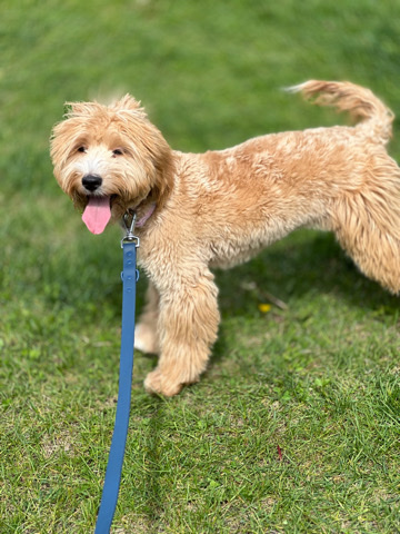 Poodle – Golden Doodle
