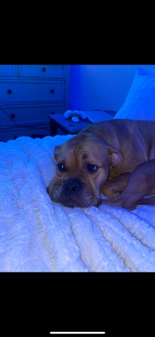 American Pit Bull Terrier – Pitbull