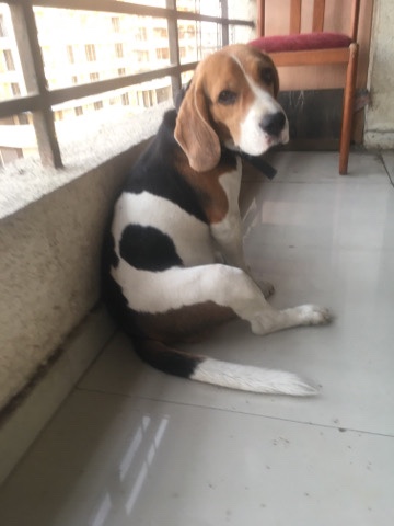 Beagle – my beagle male dog rehome