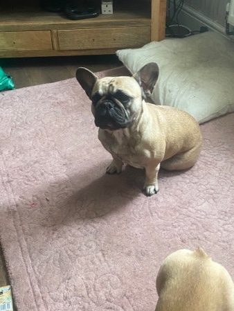 French Bulldog – Haizel