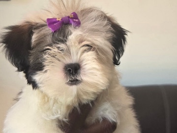 Adorable Teddy Bear Puppy Looking for a Loving Home – Miami Beach