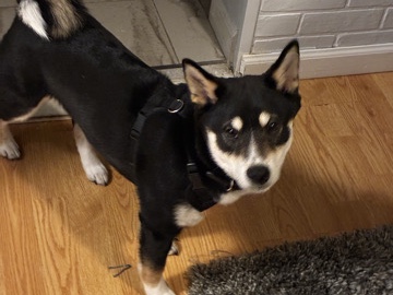 Shiba Inu – Shiba Inu Max – Traverse City