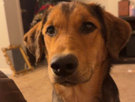 Golden Retriever – Friendly & Smart Golden Retriever/German Shepherd Mix Looking for a Loving Home – Alamogordo