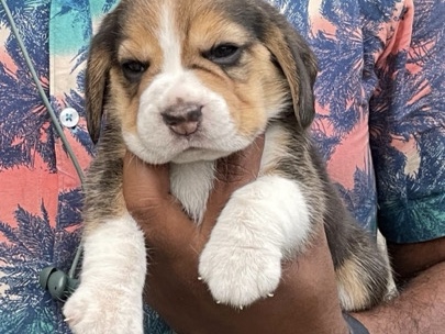 Beagle – Beagle puppy