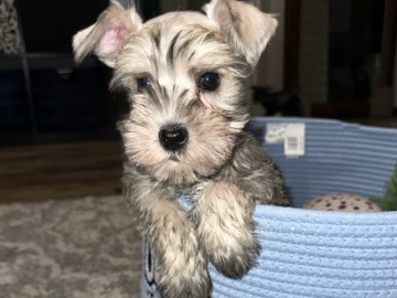Miniature Schnauzer – mini schnauzer – Bakersfield
