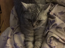 British Shorthair – British short hair kedi – Esenyurt