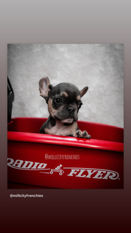 French Bulldog – Frenchies for sell
