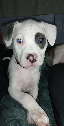 blue nose pit puppie