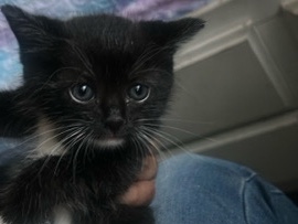 California Spangled – kitty – Ontario
