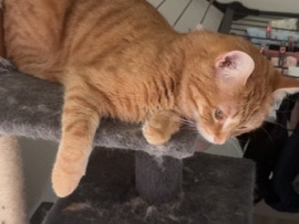donne deux chattes – Champigny-sur-Marne