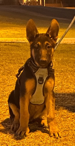 Pure breed German Shepard for sale