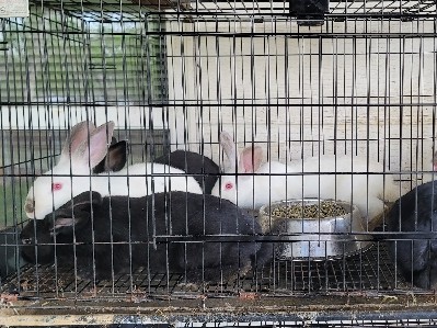 All - Male and female bunnies available for adoption in Dallas