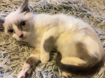  Rehoming 12 week Snowshoe kitten