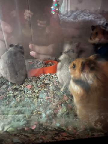 hamsters