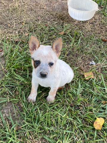 Australian Cattle Dog – red/blue mini heelers