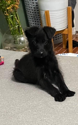 Poodle – poodle and malinois Puppie mix