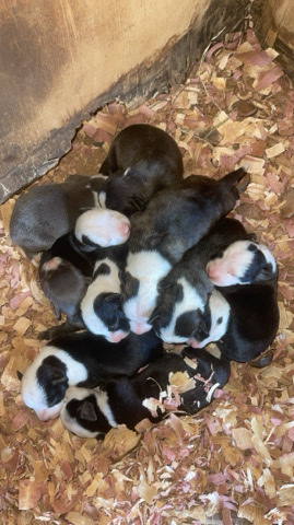 American Pit Bull Terrier – Puppies for sale!