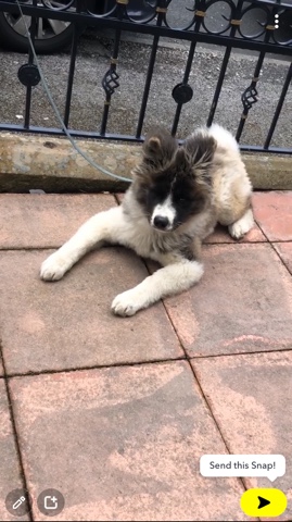 Akita – male American Akita