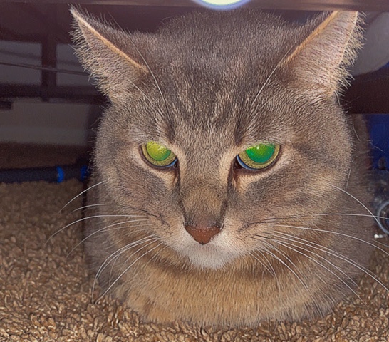 Smokie
