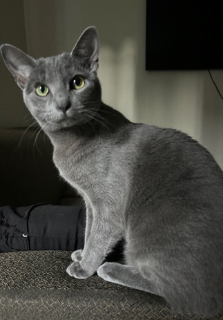 Russian Blue cat needing new loving home