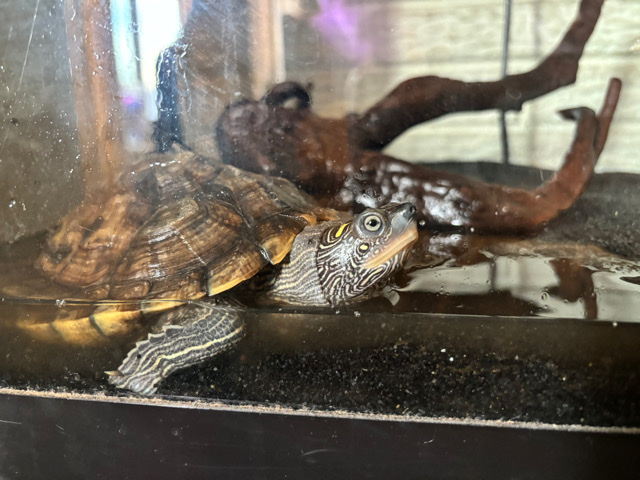 Mississippi map turtle