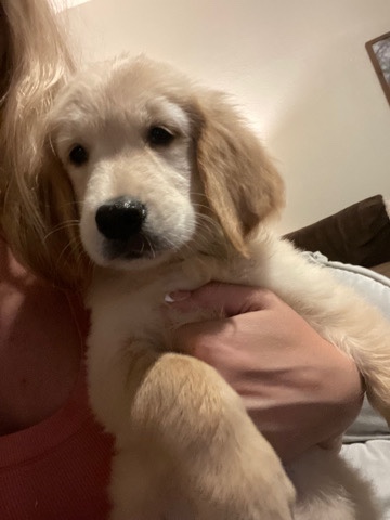 Golden Retriever – Golden Retriever puppies