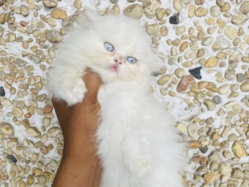 Persian (Modern) – Persian Kittens For Sale – New York