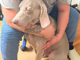 Weimaraner – dog – Buffalo