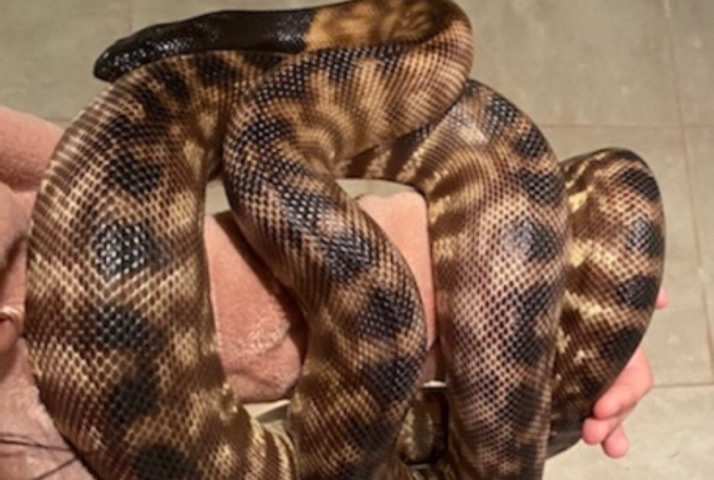 Blackheaded python and enclosure