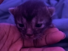 Maine Coon – calico & maincoon tabby mix – College Park