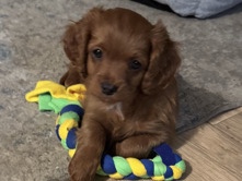 Cavapoo – Cavapoo puppy ready to find his forever home – New York