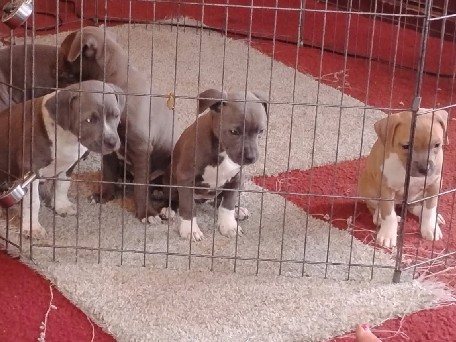 American Pit Bull Terrier – PUPPY LOVE – Lansing