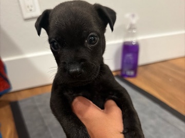 Cane Corso – Cane Corso Puppy – Oceanside