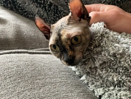 Somali – tortoiseshell Sphynx Cat Rehoming – Buffalo