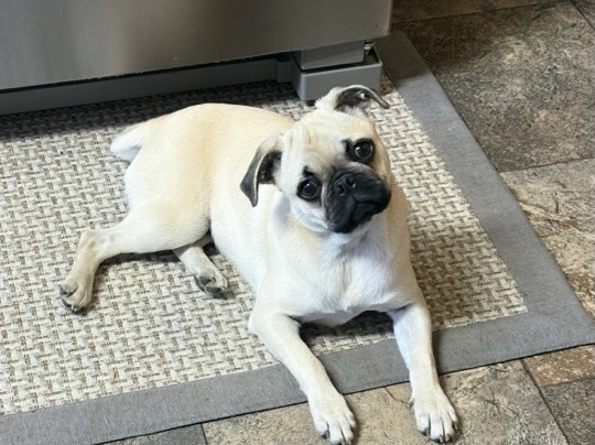 Pug – Frug - Pug Frenchie mix – Balaton