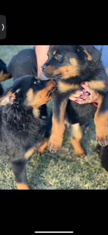 Rottweiler – German Rottweilers