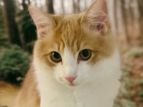 American Shorthair – Social butterfly longing for feline companionship – Lake Forest