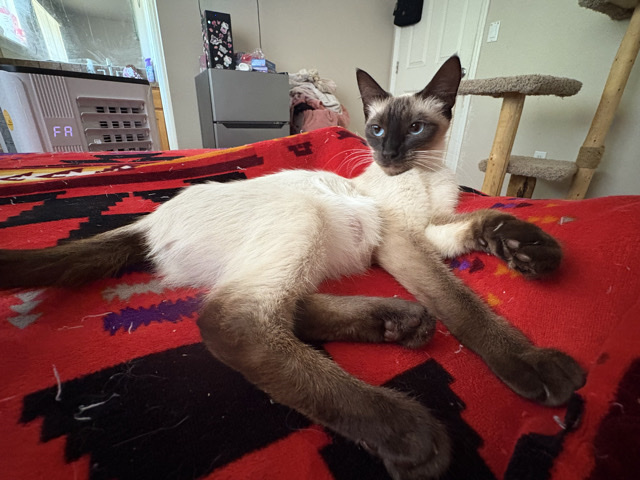 Siamese – 1 year old Simease female cat for sale – Auburn