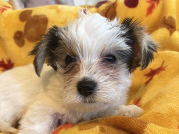 Yorkshire Terrier – APRI Parti Yorkie – Phoenix